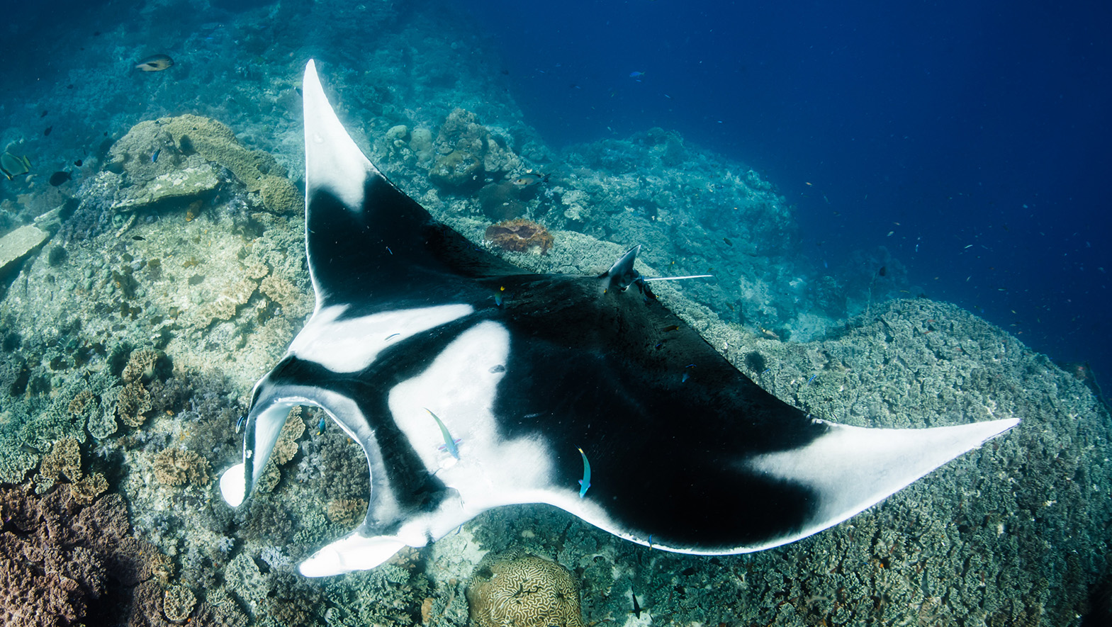 Ray