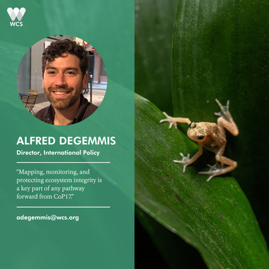 WCS CBD COP17 Quote Cards - Alfred DeGemmis