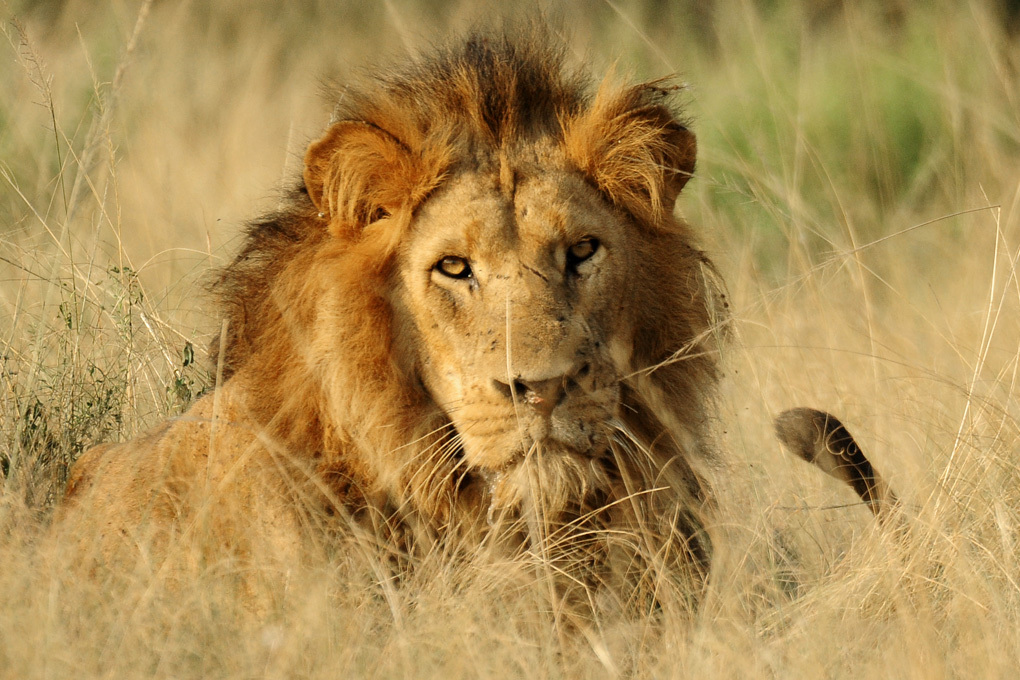 Conservation Patron Lion